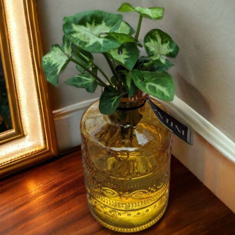 Idroponica syngonium rosa colored pot