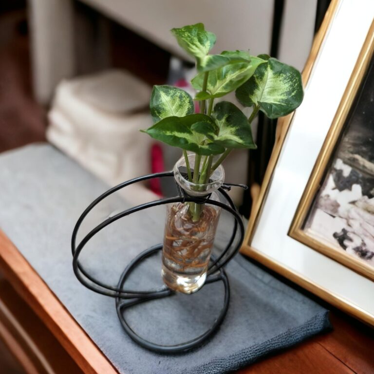 idroponica syngonium design cerchio